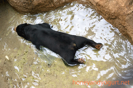 上野動物園　マレーグマ　アズマ