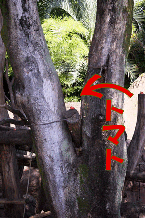 上野動物園　マレーグマ舎