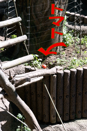 上野動物園　マレーグマ舎