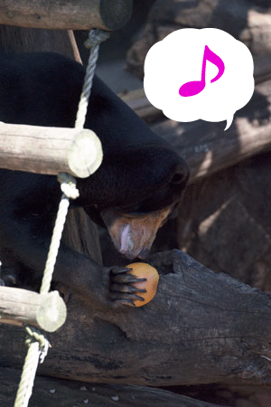 上野動物園 マレーグマ キョウコ