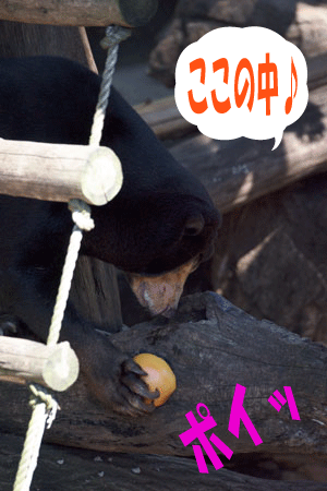 上野動物園 マレーグマ キョウコ