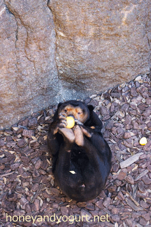 上野動物園 マレーグマ キョウコ