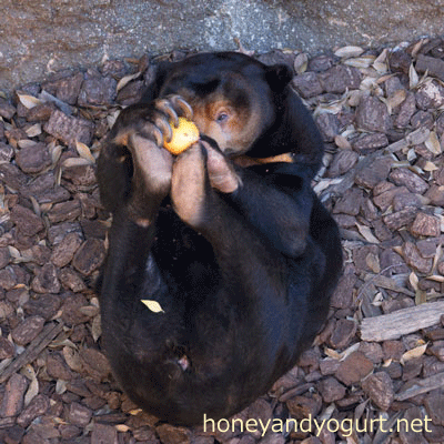 上野動物園 マレーグマ キョウコ