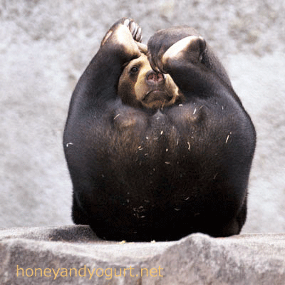 マレーグマ　ノア