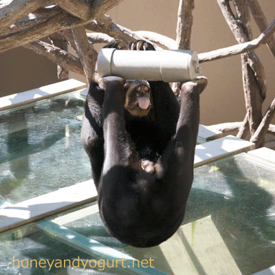 福岡市動物園　マレーグマ　サニー