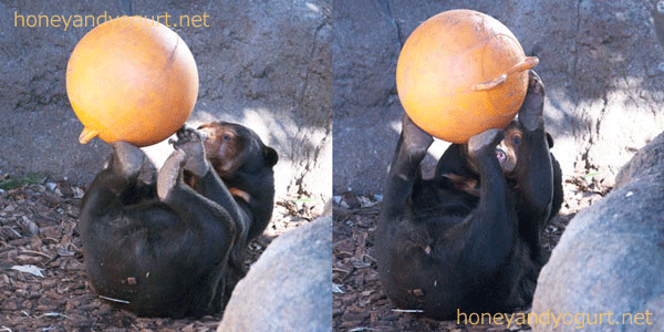 上野動物園　マレーグマ　キョウコ