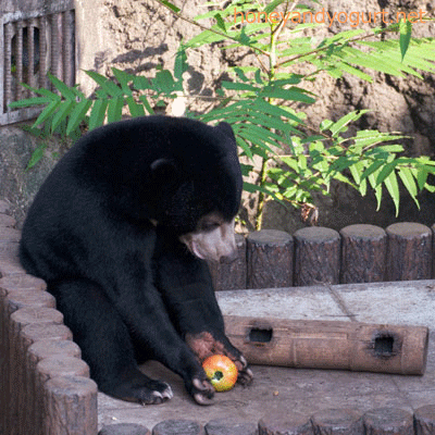 マレーグマ フジ