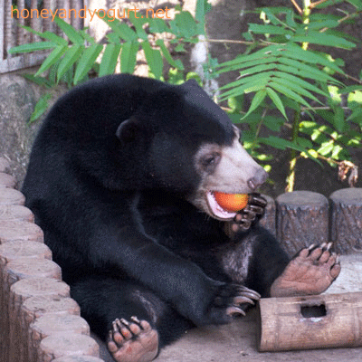 マレーグマ フジ