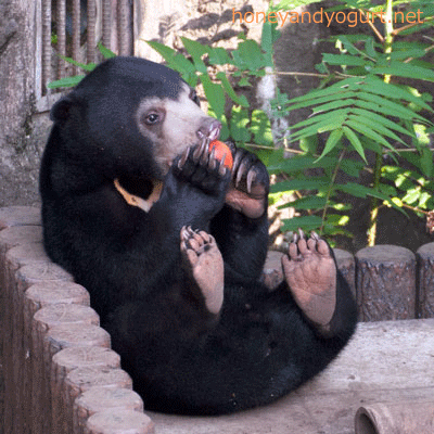 マレーグマ フジ