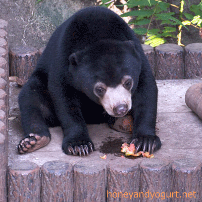 マレーグマ フジ