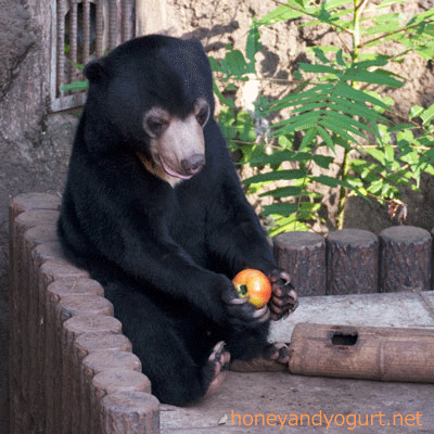 マレーグマ フジ