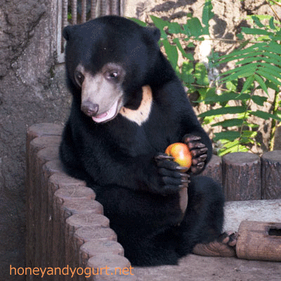 マレーグマ フジ