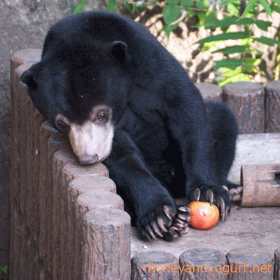 マレーグマ フジ