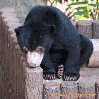 マレーグマ フジ