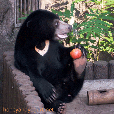 マレーグマ フジ