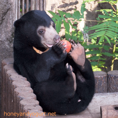 マレーグマ フジ