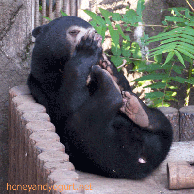 マレーグマ フジ