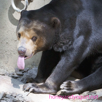 福岡市動物園　マレーグマ　マチ