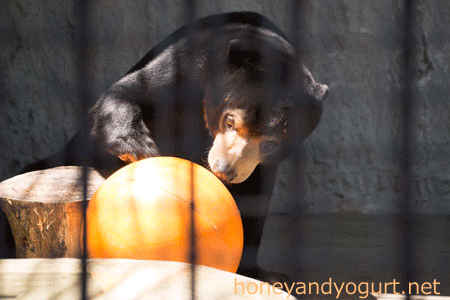 熊本市動植物園　マレーグマ　フジ Fuji the sunbear