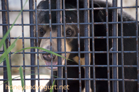 熊本市動植物園　マレーグマ　フジ Fuji the sunbear