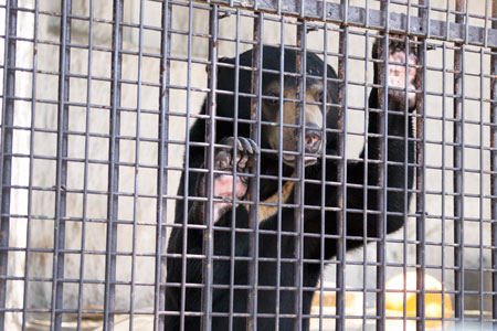 熊本市動植物園　マレーグマ　フジ  Fuji the sunbear