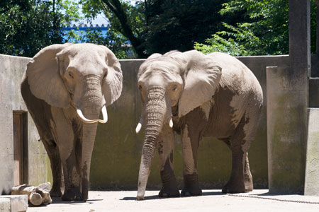 熊本市動植物園　アフリカゾウ