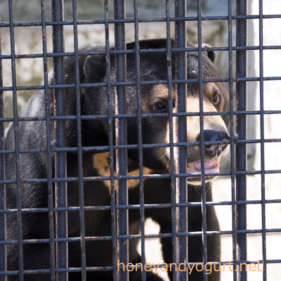 熊本市動植物園　マレーグマ　フジ