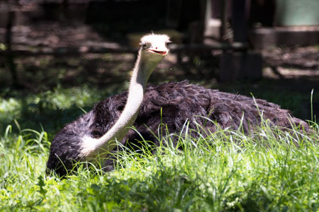 熊本市動植物園　ハマチャン