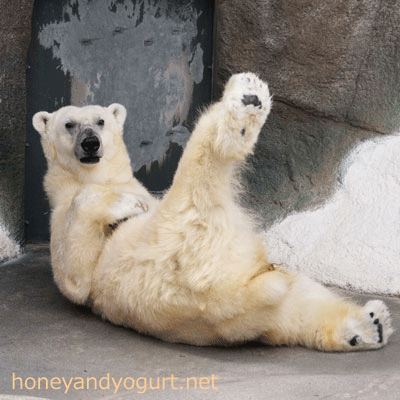 平川動物公園 ホッキョクグマ