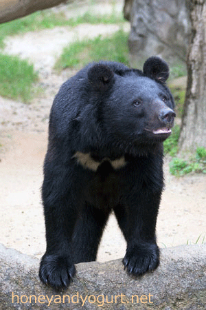 平川動物公園 ツキノワグマ