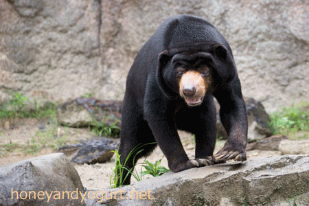 平川動物公園 マレーグマ ウラン