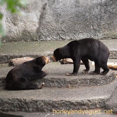 豊橋総合動植物公園 のんほいパーク マレーグマ シャンシャン ノン