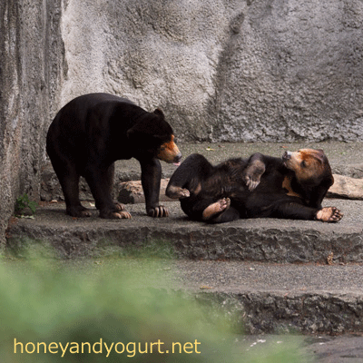 豊橋総合動植物公園 のんほいパーク マレーグマ シャンシャン ノン