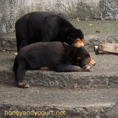 豊橋総合動植物公園 のんほいパーク マレーグマ シャンシャン ノン