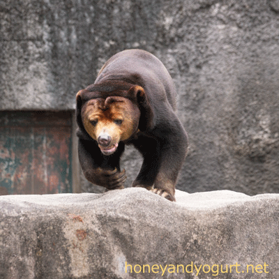 豊橋総合動植物公園 のんほいパーク マレーグマ ノン