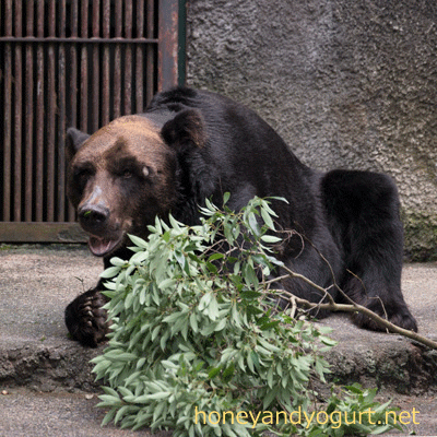 豊橋総合動植物公園 のんほいパーク エゾヒグマ