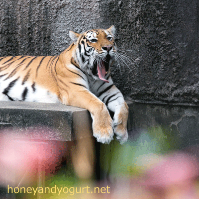 豊橋総合動植物公園 のんほいパーク アムールトラ