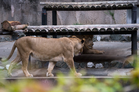 豊橋総合動植物公園 のんほいパーク ライオン