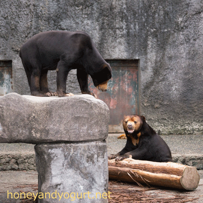 豊橋総合動植物公園 のんほいパーク マレーグマ シャンシャン ノン