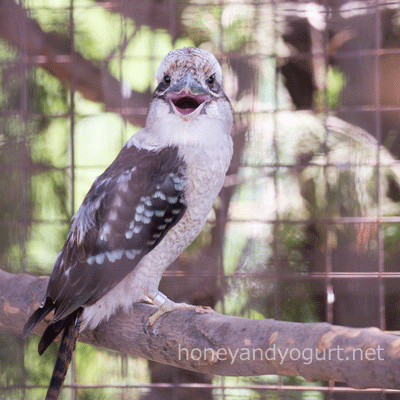 山梨県 甲府市 遊亀公園附属動物園 ワライカワセミ