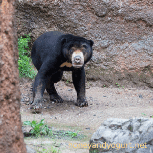 平川動物公園 マレーグマ ハニイ
