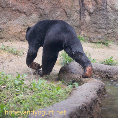 平川動物公園 マレーグマ ハニイ