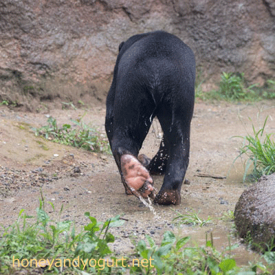 平川動物公園 マレーグマ ハニイ