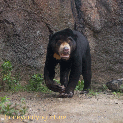 平川動物公園 マレーグマ ハニイ