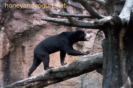平川動物公園 マレーグマ ハニイ