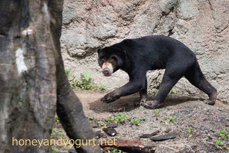 平川動物公園 マレーグマ ハニイ