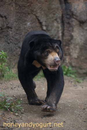 平川動物公園 マレーグマ ハニイ