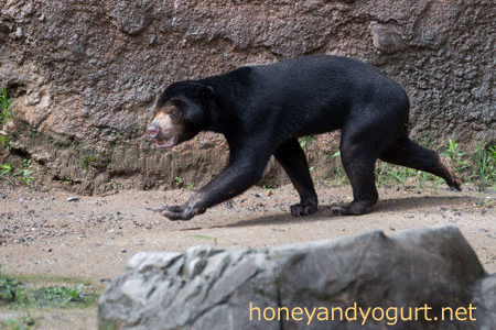 平川動物公園 マレーグマ ハニイ