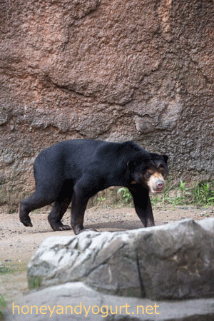 平川動物公園 マレーグマ ハニイ