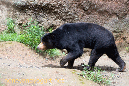 平川動物公園 マレーグマ ウラン